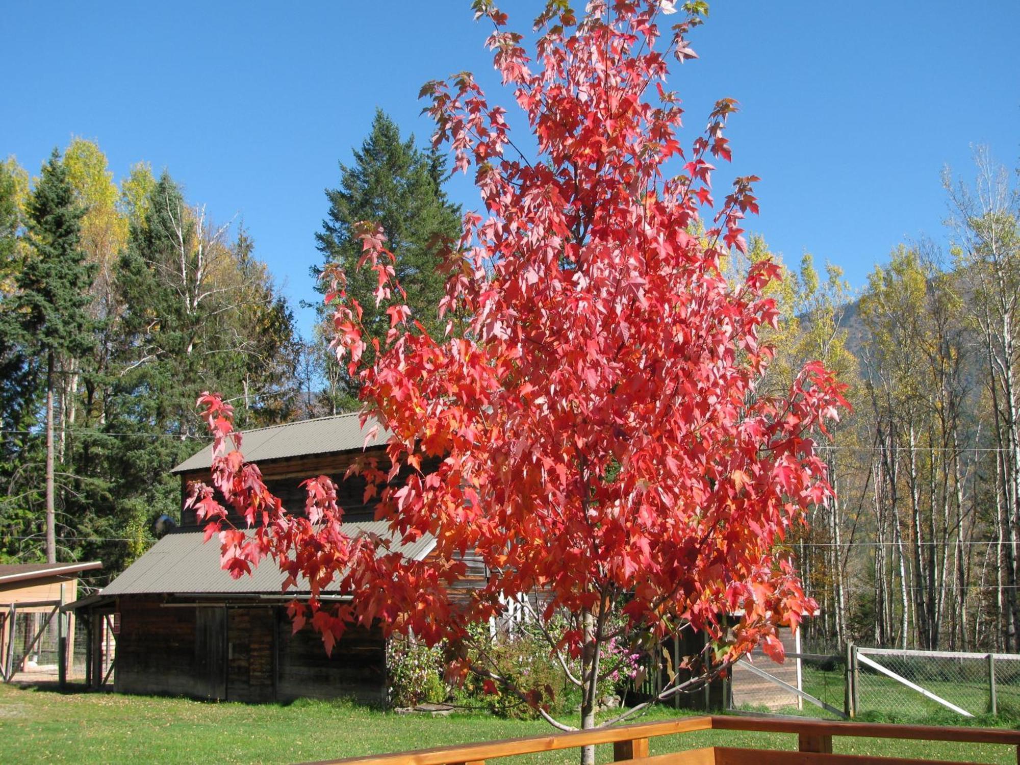 Birch Meadows Lodge B&B Fernie Exterior photo